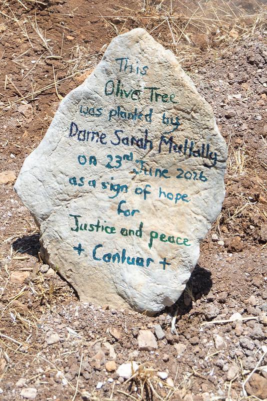 A rock commemorates the planting of the olive tree