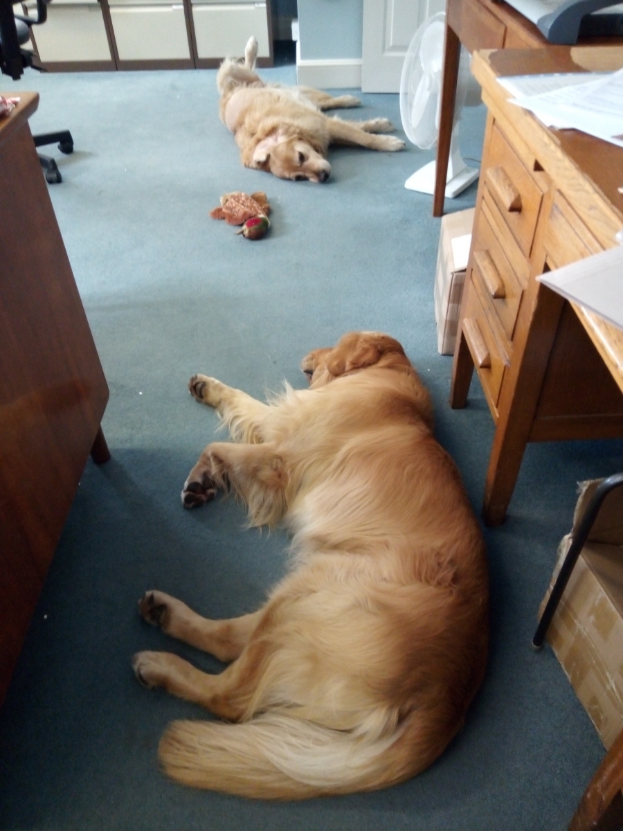The two office dogs, Bailey and Inca